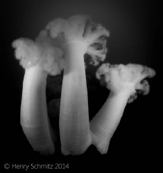 Took this shot in Monterey, CA of a few Metriduims. Visib... by Henry Schmitz 